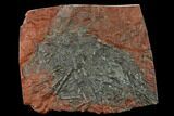 Silurian Fossil Crinoid (Scyphocrinites) Plate - Morocco #134245-1